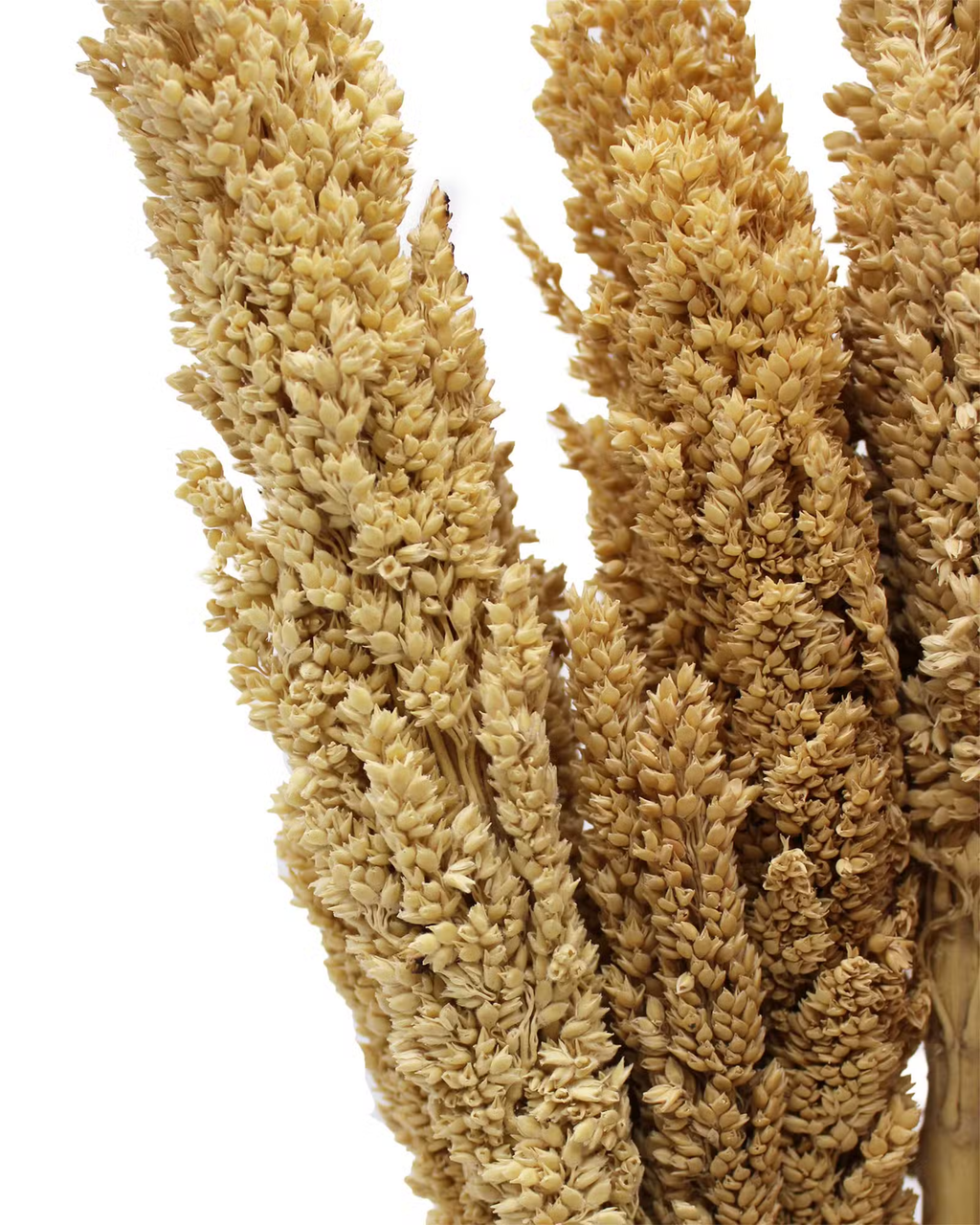 Natūralios Sorgo dekoratyvinės žolės