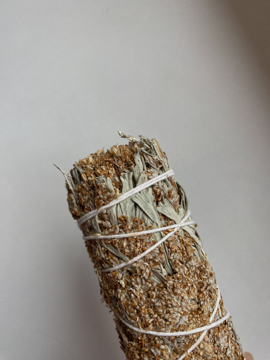 Melsvasis šalavijas, 10cm