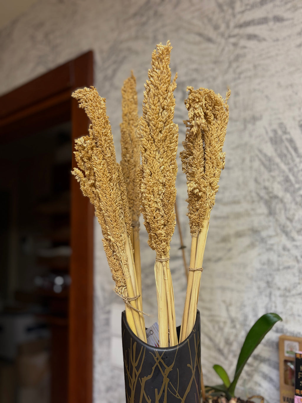 Natūralios Sorgo dekoratyvinės žolės