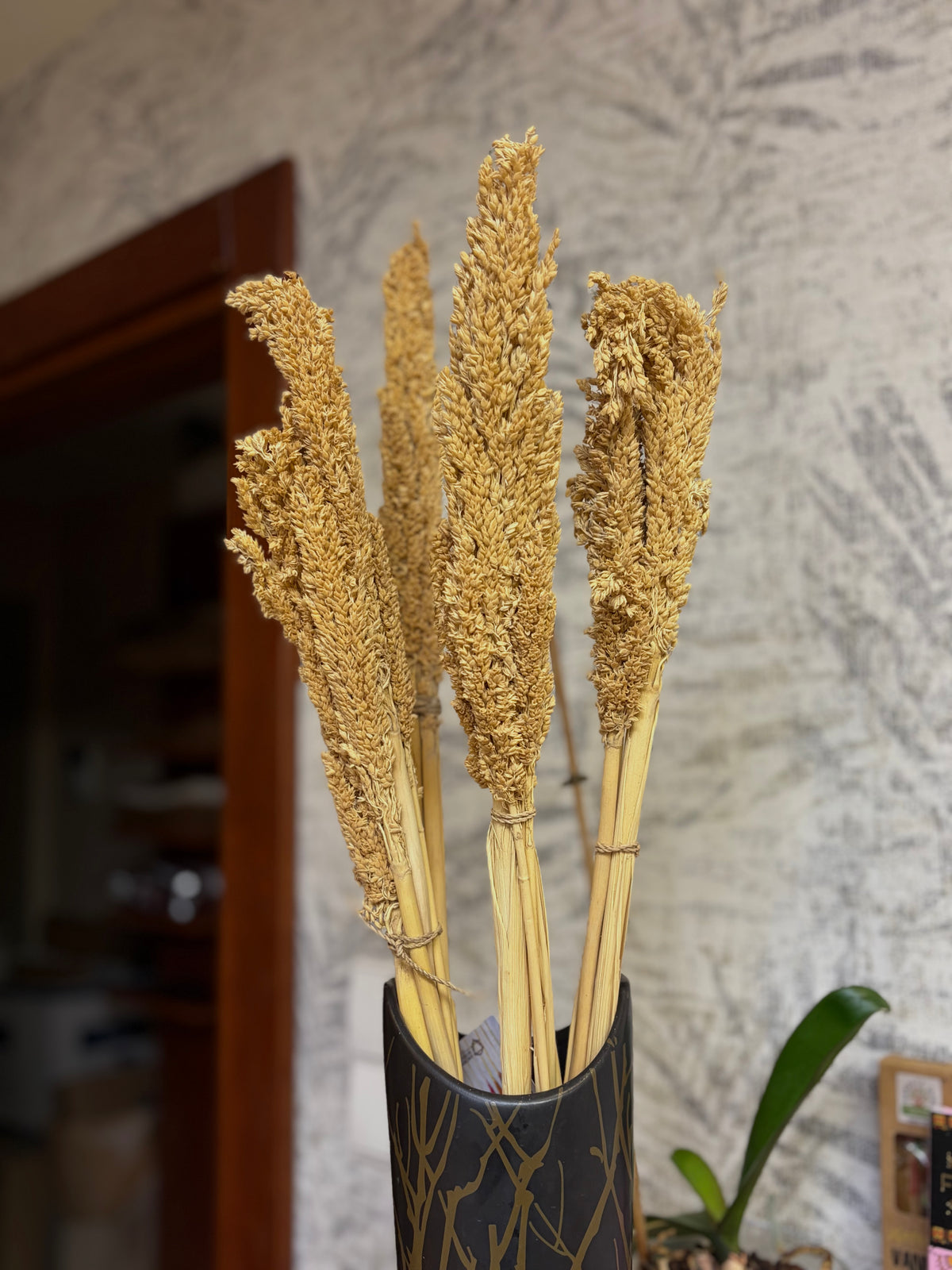 Natūralios Sorgo dekoratyvinės žolės